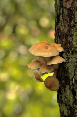 Me voor het eerst eens bezig gehouden met paddestoelen, deze gewone soort komt veelvuldig voor op het dode hout in mijn tuin.

Vanaf statief genomen,gebruik makend van het tegenlicht