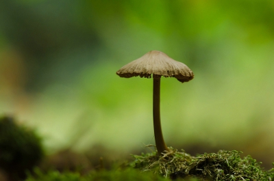 Grijs en windstil weer wandeling langs het vliegvel Deelen (oude startbaan ) en door de bossen terug beetje vochtig dus best al wek wat vroege paddestoelen toen