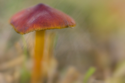 Deze stonden diep in het gras dus de achtergrond gaat snel mee spreken mede door de harde wind.