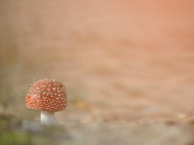 Vandaag in mijn eigen woonplaats op zoek geweest naar paddenstoelen. Op een onlangs gekapt veld (om zandverstuiving meer kans te geven) met berken stonden tientallen vliegenzwammen in diverse stadia en maten; sommigen hadden wel een doorsnede van bijna 20 centimeter! Deze vliegenzwam is nog betrekkelijk klein en redelijk vers; er zit  opgestoven zand op zijn hoed. Prachtig om te zien hoe krachtig zo'n paddenstoel de grond omhoog kan stuwen.