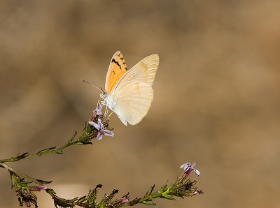 al opvallend mooi kleur vlinder in zon or schaduw de kleur variabelen