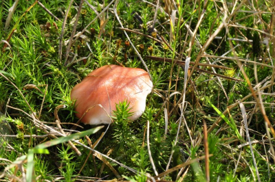 in het robbenoord bos genomen met mooi weer  
volgens mij is het de geelvlekkende russula 
en op NMV verspreidingsatlas daar niet eerder waargenomen