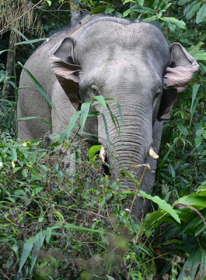 Dezelfde olifant. Hij blijft mij observeren, roerloos, alleen de oren flappen.