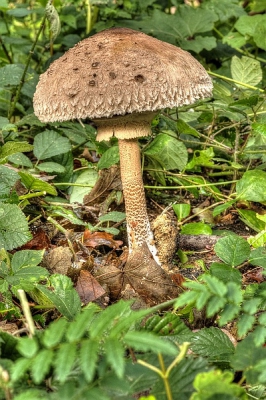 Tussen het bossage genomen, gezien ik alleen de macrolens bij had heb ik best wat afstand moeten nemen, deze paddestoel heeft een hoogte van wel 30 cm.