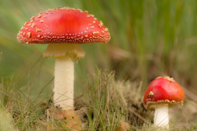 Deze stonden aan de kant van de weg onder berken ik vond deze compositie wel mooi