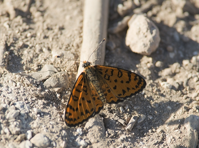 mooi geel vlinder niet altijd te zijn in het veld oor mij is de eerste keer ook te zijn in het golan hoog