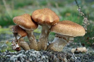 s morgens beetje zonnig
heel veel paddenstoelen in de gasterse duinen
op m'n knien om deze foto te maken
helaas kom ik niet wijs uit mijn paddenstoelenboekje
wie weet welke boletensoort dit is?