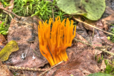 Onder natte omstandigheden in het bos met de macrolens.