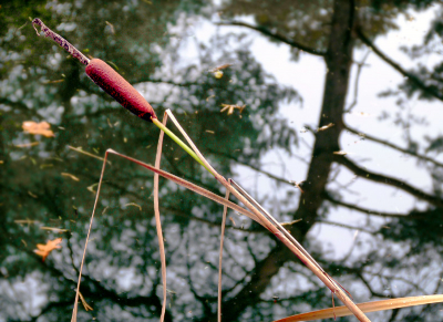 Er groeit een grote variantie aan kabouterzetels in het bos. Neem en eet en dan flitsen de beelden en woorden  heerlijk ongrijpbaar en tijdloos.


Paddenstoelenwolken

Laat me op je dansen
jij stoffige matglazen vloer
de herfstbladeren schikken
geplukt uit luchtledigheid

jij heerlijk woud
ik buig jouw bomen
in malle mallen
naar het bladtapijt

met speels gemak
vertak ik met de takken
groei mee naar 't halflicht
van de wintertijd

laat me meewiegen
in het biezen mandje
langs de parmantige piramides
van mijn onvermogen

hang om mijn gulzige hals
tinten van elk seizoen
laat me meevaren
langs gebroken biezen

laat mij voor altijd meedrijven
door de wanen en waanzin
over de klanken en echo's
van paddenstoelenwolken.



.