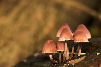 Zaterdag ben ik een keer bij de Punt op zoek gegaan naar paddestoelen. Het viel eerlijk gezegd wel een beetje tegen wat er stond.