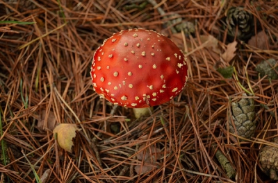 mooi herfst weer met een regen bui in aantocht
En heel veel paddestoelen