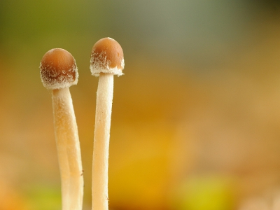 Er waren veel mycena paddenstoelen te zien, in  soorten en maten, waarvan de meesten volgroeid. Deze zijn nog jong en dan hebben ze een knopvorm bovenop de steeltjes; het lijken zo net lucifers, alleen iets groter.