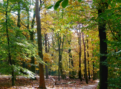Zo tegen eind oktober, elk jaar opnieuw, ruimt de Schepper de overgebleven kleuren van de zomer op.
Het warme zonlicht wordt er mee gemengd en de uitgegoten tinten ontdoen de gestadige dood van ernst en verdriet.