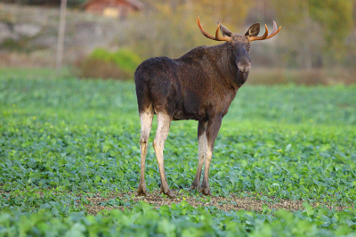 Gelukkig leeft deze prachtige elandstier nog steeds, de jagers zijn volop bezig om elanden te schieten. Ik heb gevraagd of de jagers deze willen sparen.......... Ze zullen er over na denken.... Nou dan weet je het wel met jagers.......