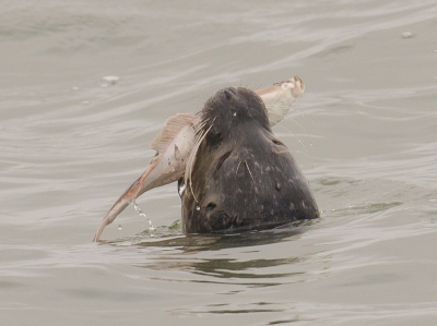 Een winderige dag op het havenhoofd, diverse waren de Zwarte Zeekoet aan het fotograferen en merkte de zeehond niet op, de zeehond is daar vaak te zien maar niet met een vis.