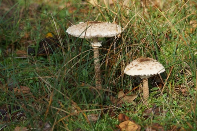 gisteren ben ik met een birdpix fotograaf naar huis ter heide omgeving loonopzand geweest.
op de terug weg kwamen we deze paddenstoel tegen en omdat het licht mooi viel en er een leuke combinatie van te maken was heb ik de foto gemaakt. de gelegenheid om een bepaalde belichting mogelijkheid uit te proberen had ik nu.