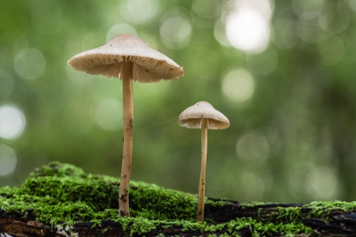 Deze stonden samen mooi in het licht vanaf pittenzak genomen.
