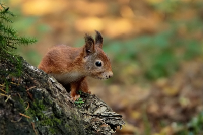 de dag nog mooi licht en kleuren in het bos, en dan is dit een bonusje.....