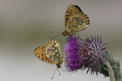 Veel parelmoervlinders op Vlieland begin juli, verdeeld over drie soorten: kleine, duin- en deze grote parelmoervlinders. Ik hou me aanbevolen voor de identiteit van de distel waar ze op zitten.

Canon EOS 300D Sigma APO 135-400mm 4.5-5.6