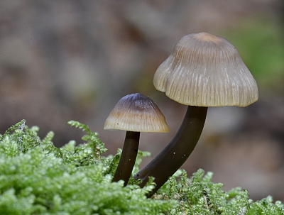 Op de laatste mooie herfstdag van afgelopen week op paddenstoelenjacht, deze mycena soort kan ik niet verder definiren, zo ook voor anderen van onze paddenstoelengroep van het IVN was dit onmogelijk.