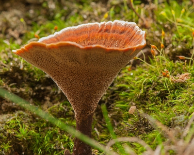 De onderzijde van deze zwam is ook aantrekkelijk om te zien. Groot was deze niet. Hoeddiameter ca 5 cm en de hoogte ook zoiets.