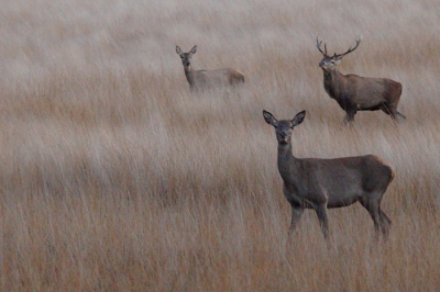 over het veld gestruind op zoek naar wild.En 5 reeen gezien 4 herten 1 vos