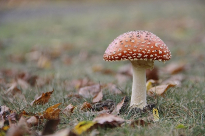Tijdens een wandeling maar n vliegenzwam tegengekomen. Voor mij d paddestoel als symbool voor de herfst.