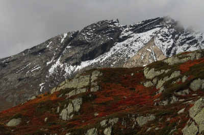 Afgelopen zondag in het L�tschental. De herfst in de alpen is ongelofelijk mooi, met rode kleur van bosbessen, Arctostaphylos uva-ursi en de gele larixen.
