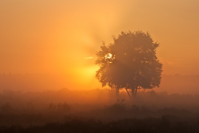Zonsopkomst op de Westerheide. Door het vroege tijstip was er mist op de grond aanwezig.