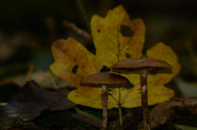 Deze paddenstoelen vond ik vandaag in het bos valckesteijn.
Wat dieper het bos in vond ik ze met bosjes het stond er helemaal vol mee. Alleen jammer van het licht, het stond helemaal vol bomen