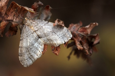 zag hem tussen de verdorde varens in het bos . redelijk wat wind en vrij donker
