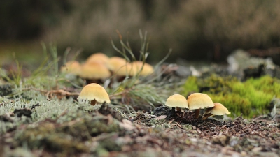 De 'groepjes' paddenstoelen staan mooi tussen het groenige mos.