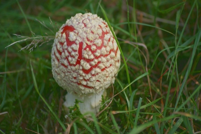 ik ben tijd geleden in het bos  gebied geweest met de herfst en trof deze paddestoel aan. die vond ik leuk erop te zetten
