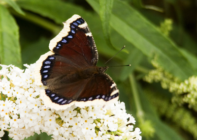 Ik had begrepen dat er invasie van Rouwmantels in Nederland gaande was, maar nooit gedacht dat ik de tuin van mijn ouders er 1 op de vlinderstruik tegen zou komen.

Het zijn lastig te fotograferen soorten, erg snel verstoord. Ik heb maar 4 foto's kunnen maken; 2 van bovenaf en 2 met ingeklapte vleugels.