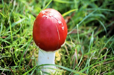 deze foto heb ik gemaakt een tijd geleden met een nog oude sony camera. ik vond de optie leuk en zette de paddestoel op de foto bij redelijk weer