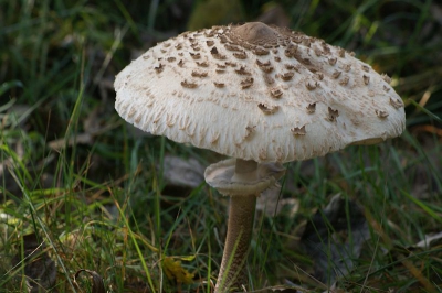 in huis ter heide vond ik dit exemplaar en heb m op foto gezet.