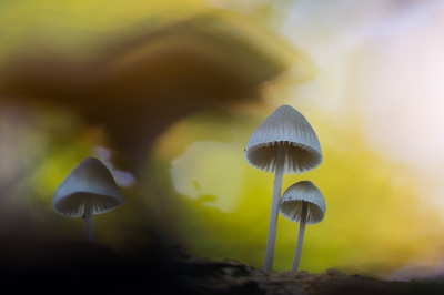 Een zonnige herfstdag op het landgoed Twickel. Deze kleintjes stonden veilig verstopt onder een grote stoel.