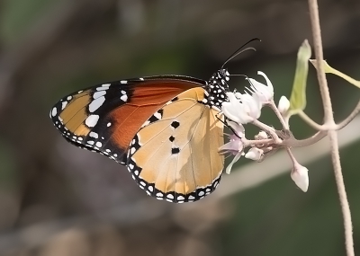 De kleine monarchvlinder is in kuststreken te vinden op warme, rotsachtige plekken met struweel, bij landbouwgronden en ook in tuinen