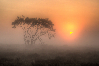 Vroeg opstaan in de zomer geeft vaak mooi ochtend mist.