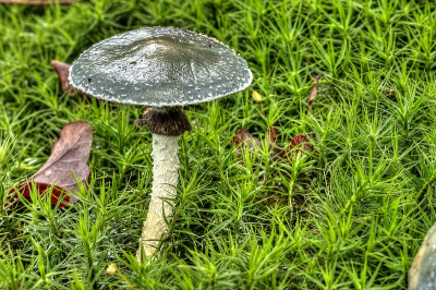 Foto gemaakt vanaf de bos vloer, met de 105mm macrolens, bij half bewolkt weer.