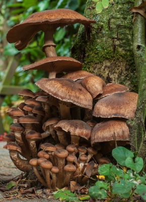 Deze prachtige zwammen stonden bij ons in de tuin. Ik heb een aantal foto's gemaakt, met en zonder flits. Dit vond ik de mooiste.