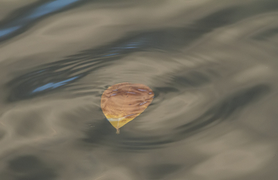 LEAVING LEAF
Tussen het slechte weer door in de tuin geen vogels gevonden om te fotograferen, dus ben ik me eens gaan uitleven op het water in de vaart achter ons huis.  Heerlijk om eens echt creatief met fotografie bezig te zijn waar op Nederpix gelukkig veel meer platform voor is dan op Birdpix.