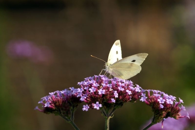 enige tijd geleden trof ik in het veld had net me nieuwe camera en op goed geluk heb ik geprobeerd deze vlinder op bloem vast te leggen. ik ben er te vrede over van vogels weet ik van alles van maar wat is dit voor vlinder?