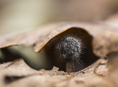 Ik zag een paddenstoel die ik wilde fotograferen en terwijl ik door de zoeker naar die apddenstoel zocht stuitte ik op dit speldenknopje verscholen onder een blad alsof het schuilde voor de regen.  Heb deze foto ook al geupload in het album Paddenstoelen en Korstmossen geplaatst