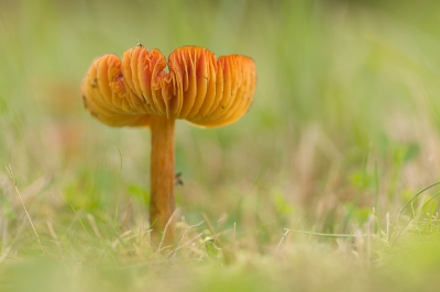 Deze op de zelfde plaats genomen als de vorige geplaatste foto van de wasplaat met de zwarte op de achtergrond. Deze vind ik persoonlijk mooier.
