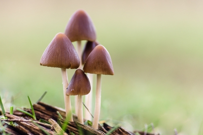 Deze mooie paddenstoelen stonden inde duinen op een houten stronk