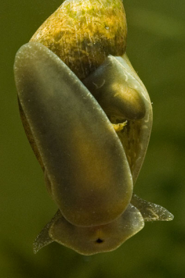 Grote poelslak met parasieten in zijn lijf. Kleine wormpjes kruipen onder de huid in de opening van de schelp.