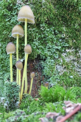 Boswandeling in de voormiddag.  Lichte bewolking.  Nog steeds droog en niet te veel gevallen bladeren die de paddenstoelen verstikken.