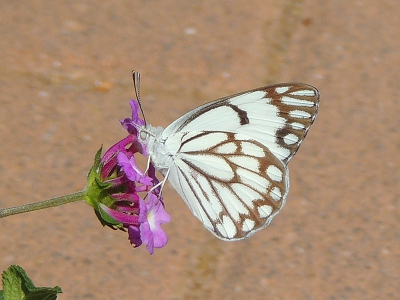 een mooi kleuren vlinder  te zijen in warm tijd bij de bloezen en sterken