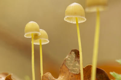 Liggend op de grond in het bos met een Nikon D300s en een macro lens 105 vr op een doordeweekse dag met weinig bewolking. Het licht gefilterd door de bomen.